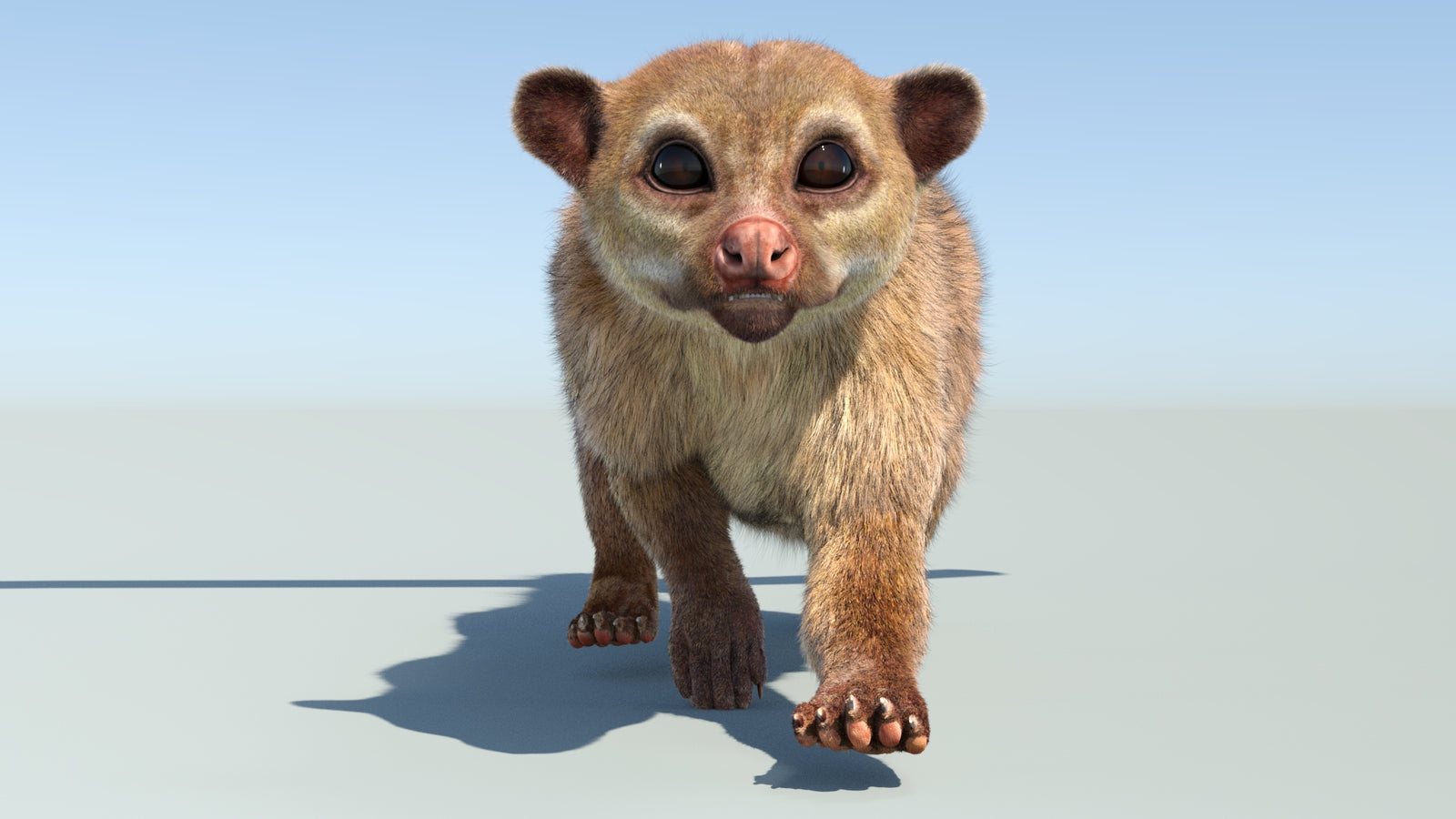 Realistic Kinkajou 3D Model Animated Fur 360° view 4 frame 32