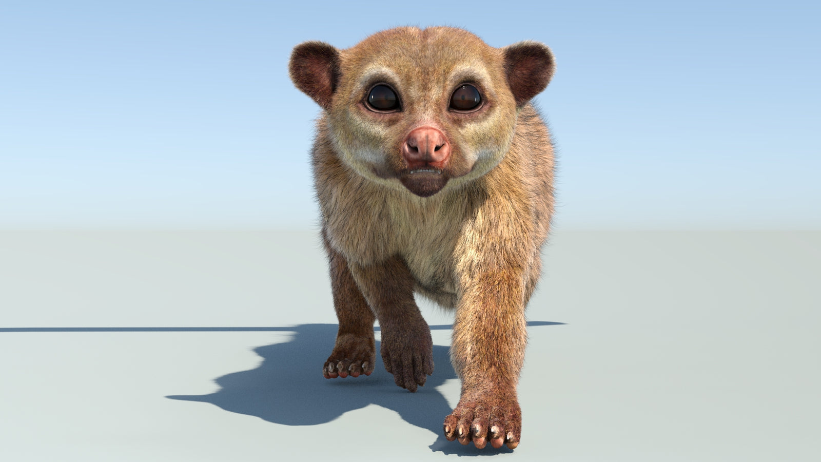 Realistic Kinkajou 3D Model Animated Fur 360° view 4 frame 34