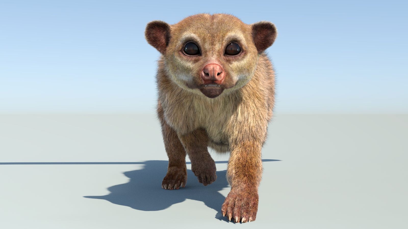 Realistic Kinkajou 3D Model Animated Fur 360° view 4 frame 36