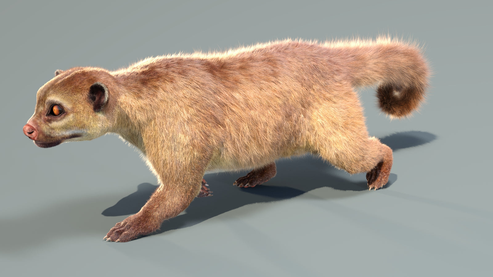 Animated Kinkajou 3D Model Fur 360° view 4 frame 4