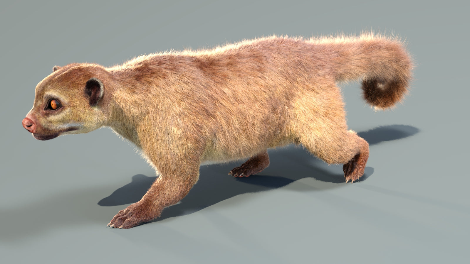 Animated Kinkajou 3D Model Fur 360° view 4 frame 5