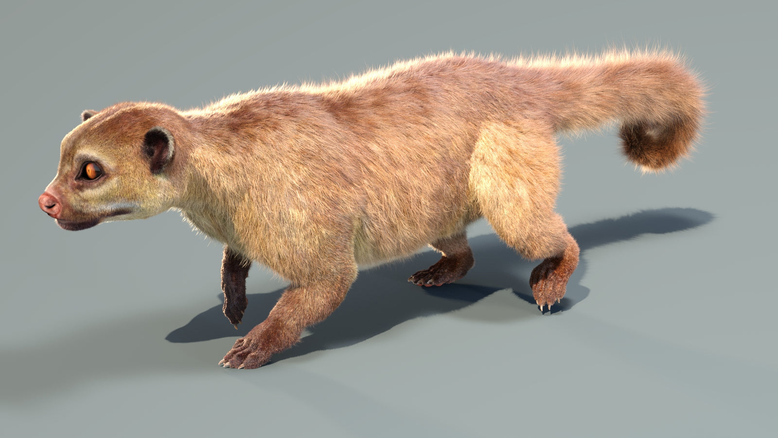 Animated Kinkajou 3D Model Fur 360° view 4 frame 8