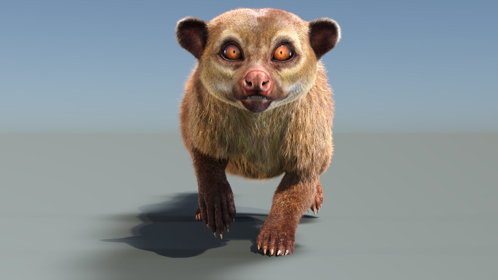 Animated Kinkajou 3D Model Fur 360° view 3 frame 9