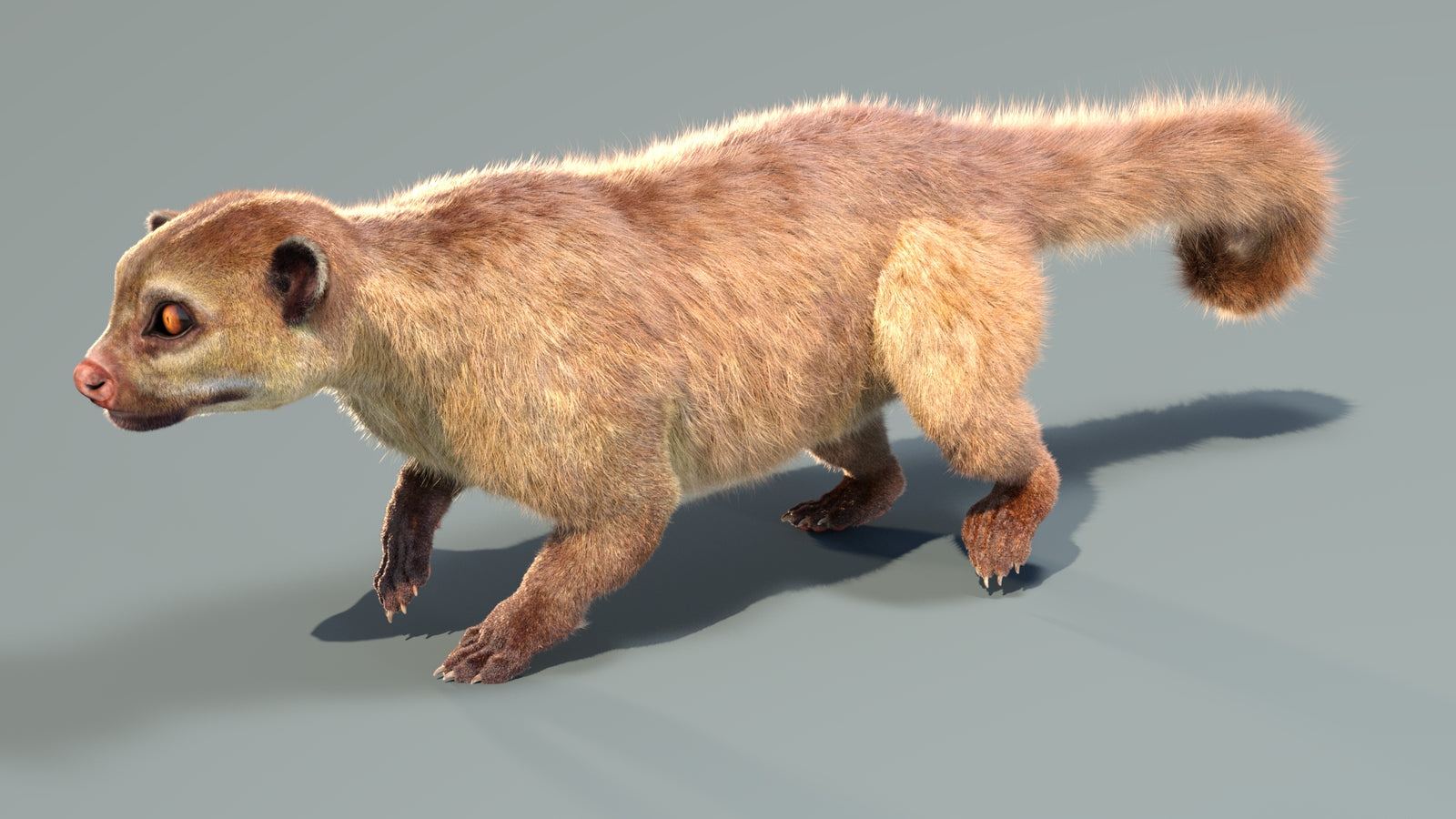 Animated Kinkajou 3D Model Fur 360° view 4 frame 9