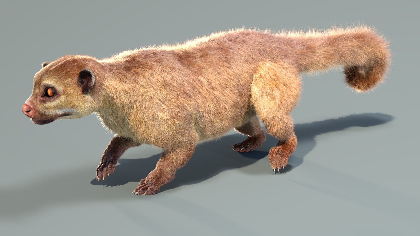 Animated Kinkajou 3D Model Fur 360° view 4 frame 10