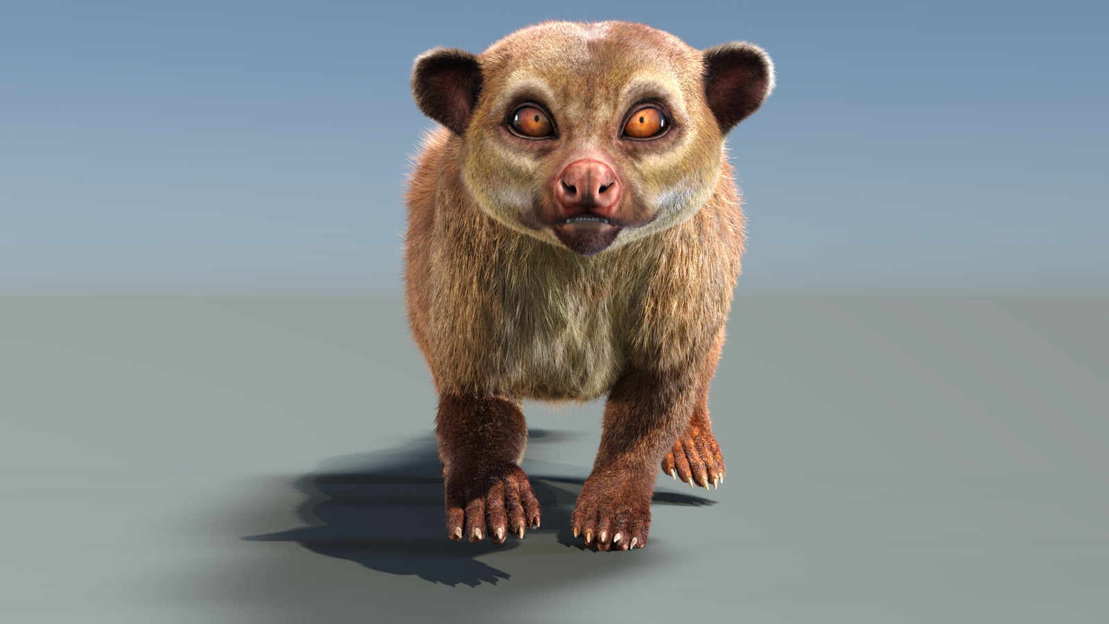 Animated Kinkajou 3D Model Fur 360° view 3 frame 13