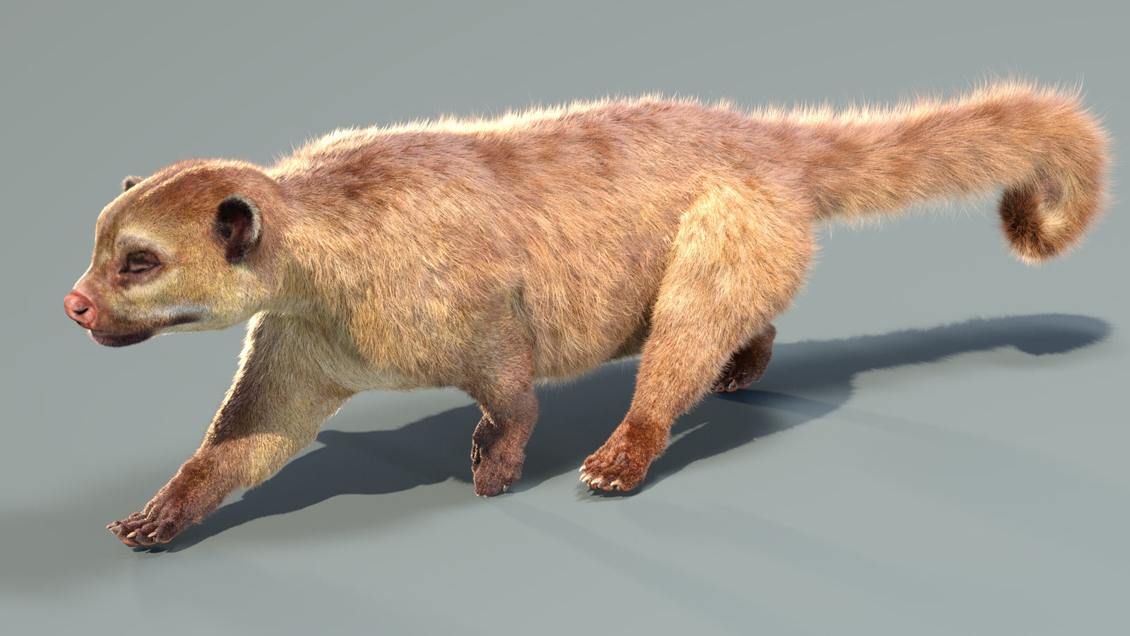 Animated Kinkajou 3D Model Fur 360° view 4 frame 16