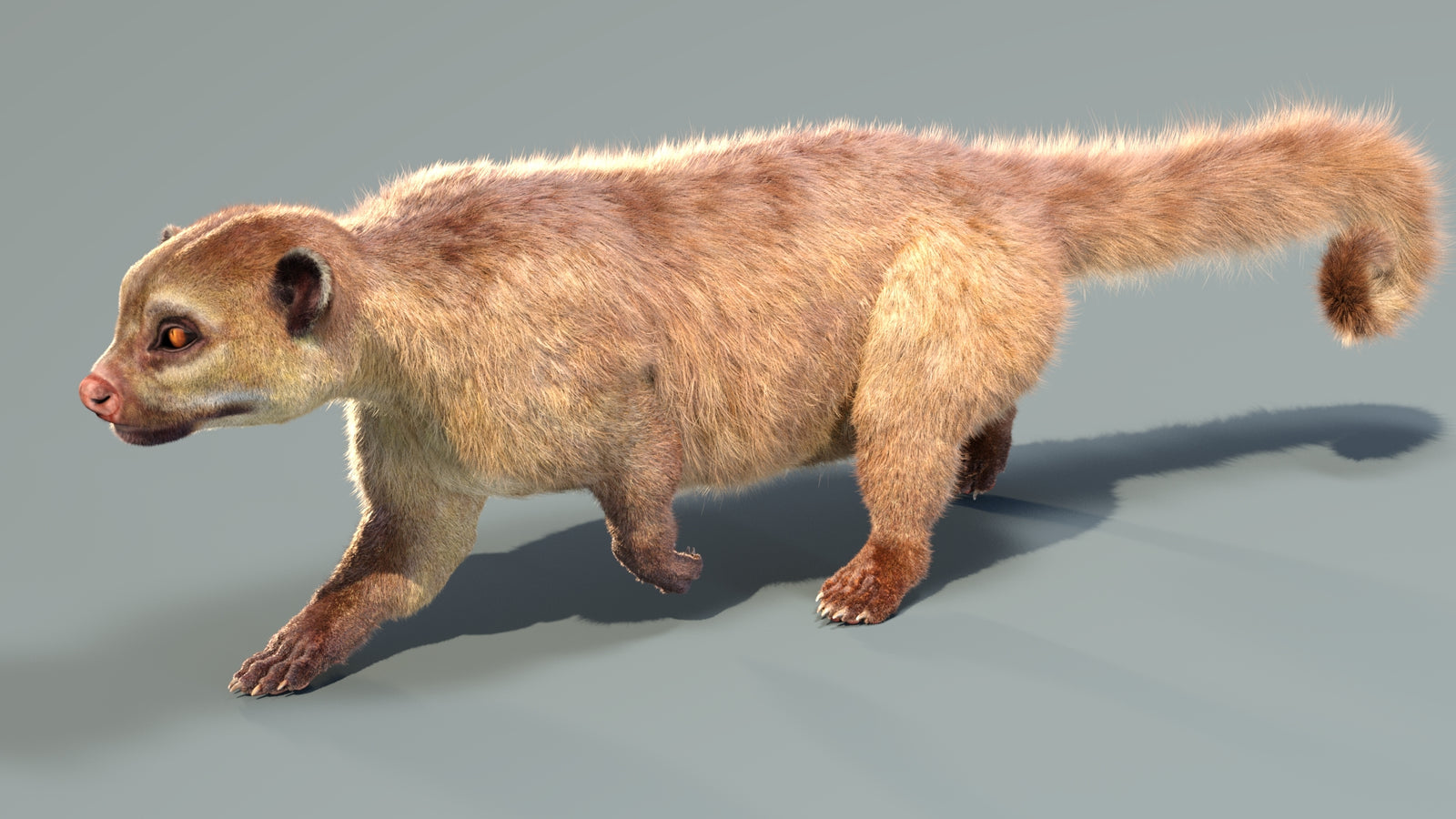 Animated Kinkajou 3D Model Fur 360° view 4 frame 20