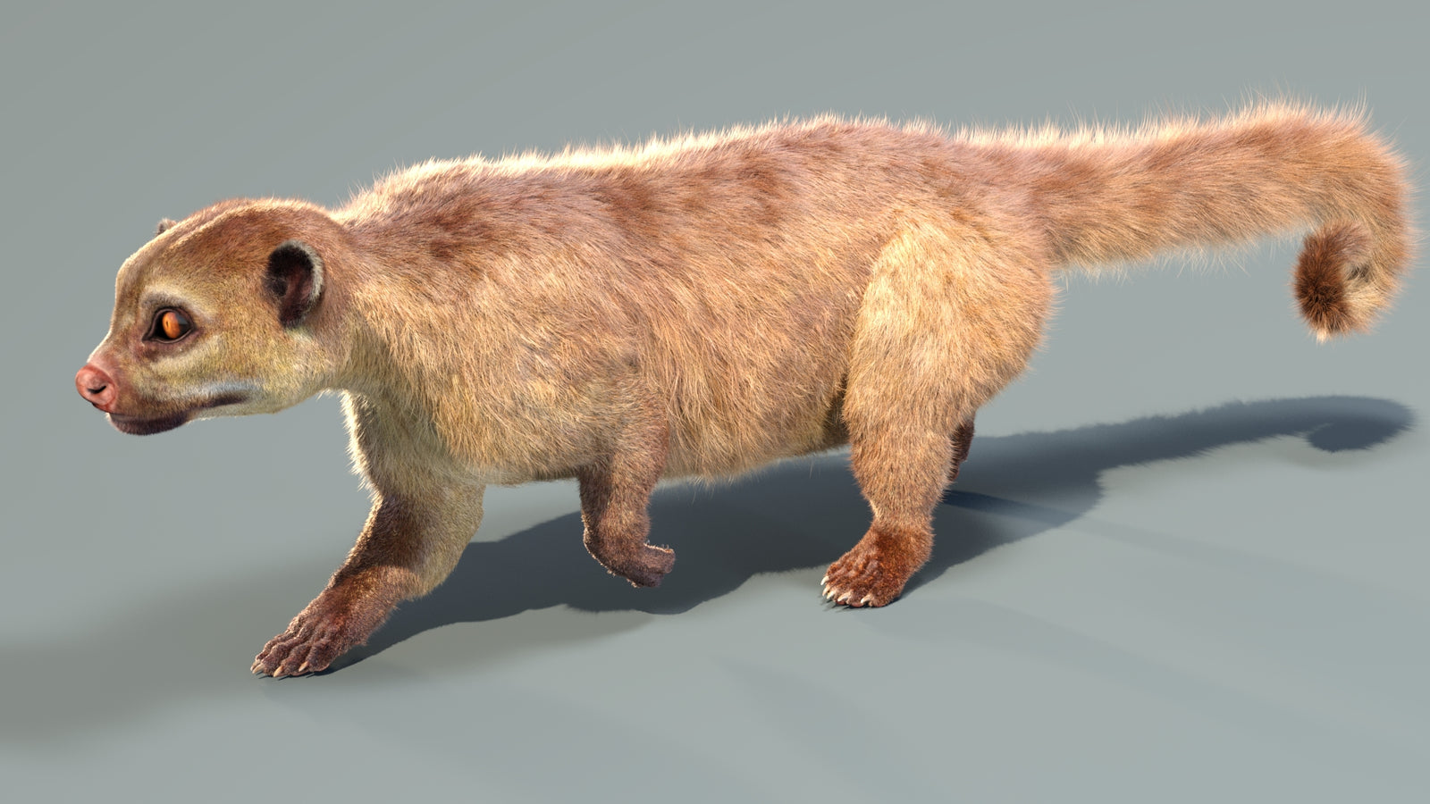 Animated Kinkajou 3D Model Fur 360° view 4 frame 21