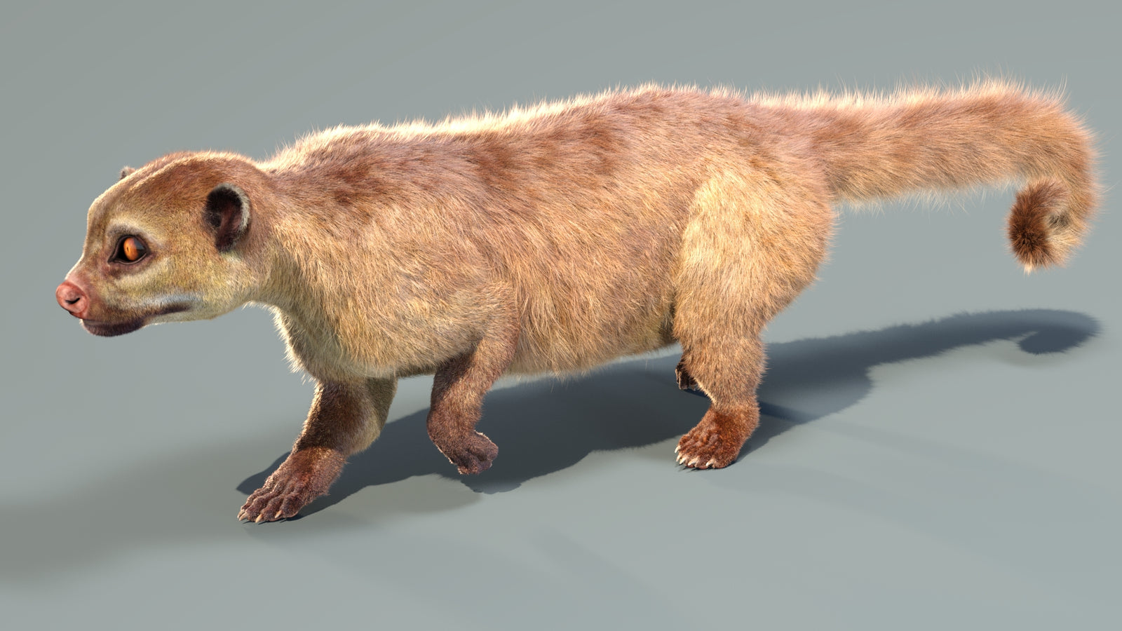 Animated Kinkajou 3D Model Fur 360° view 4 frame 23