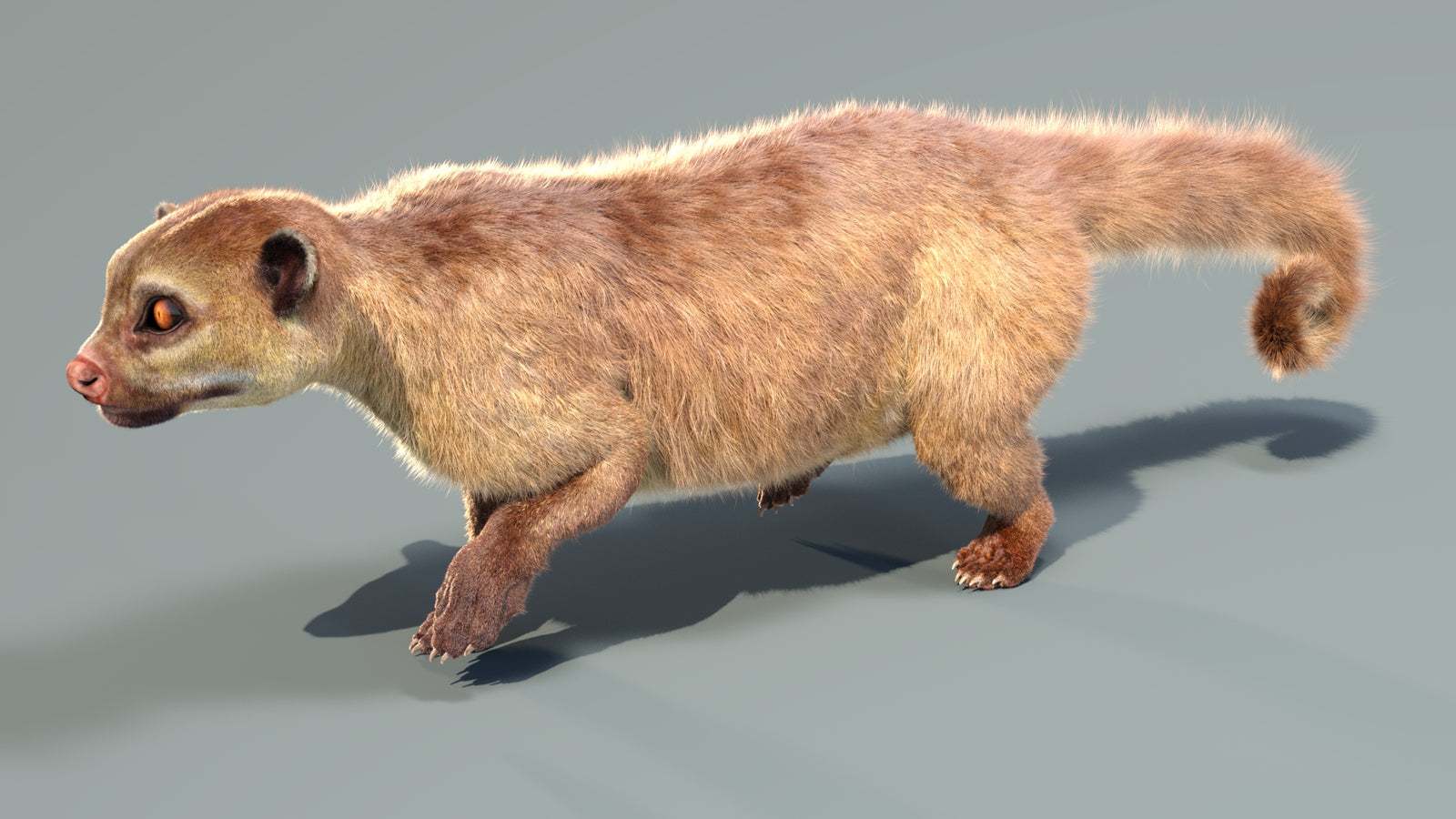 Animated Kinkajou 3D Model Fur 360° view 4 frame 27