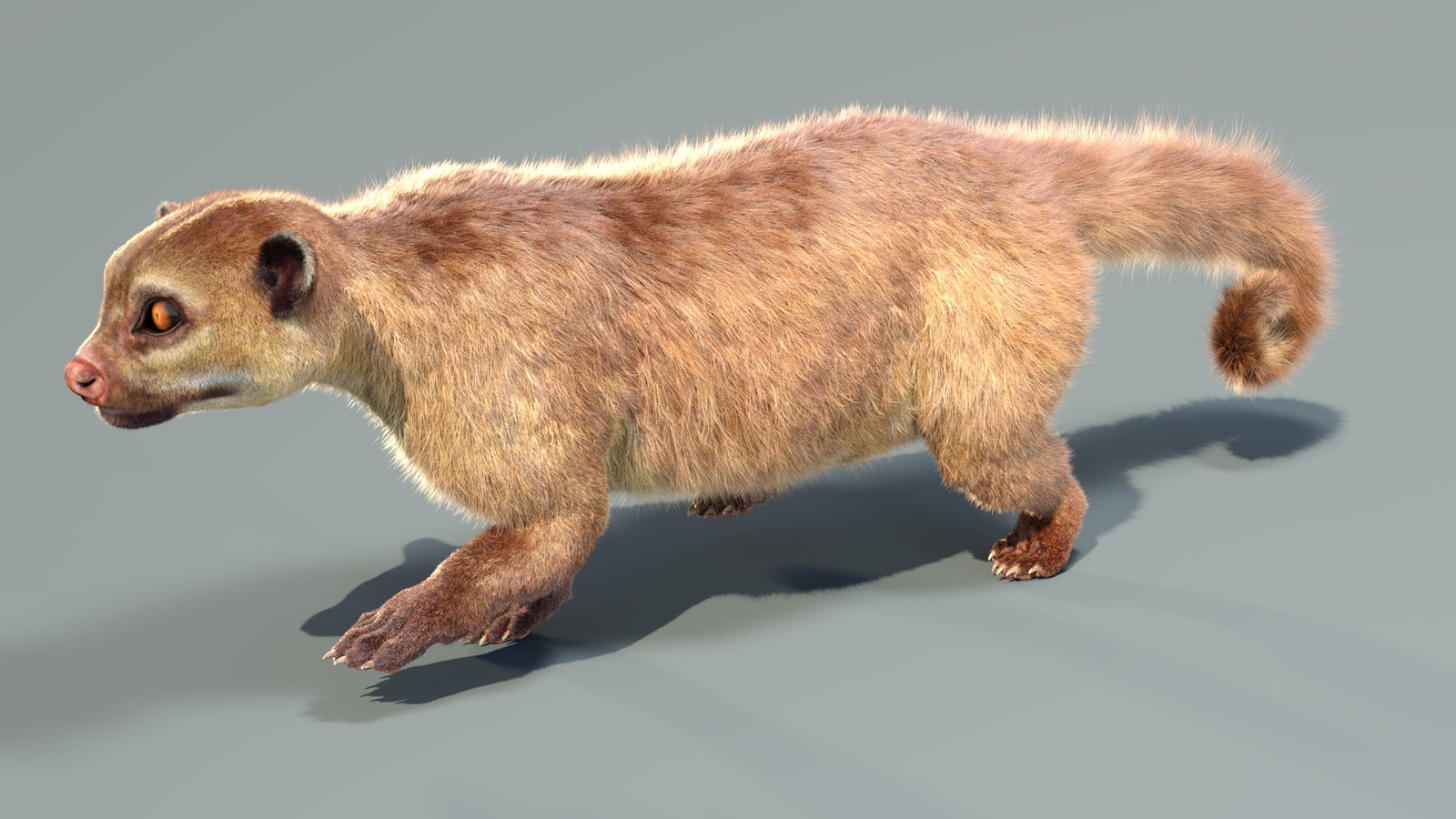 Animated Kinkajou 3D Model Fur 360° view 4 frame 29