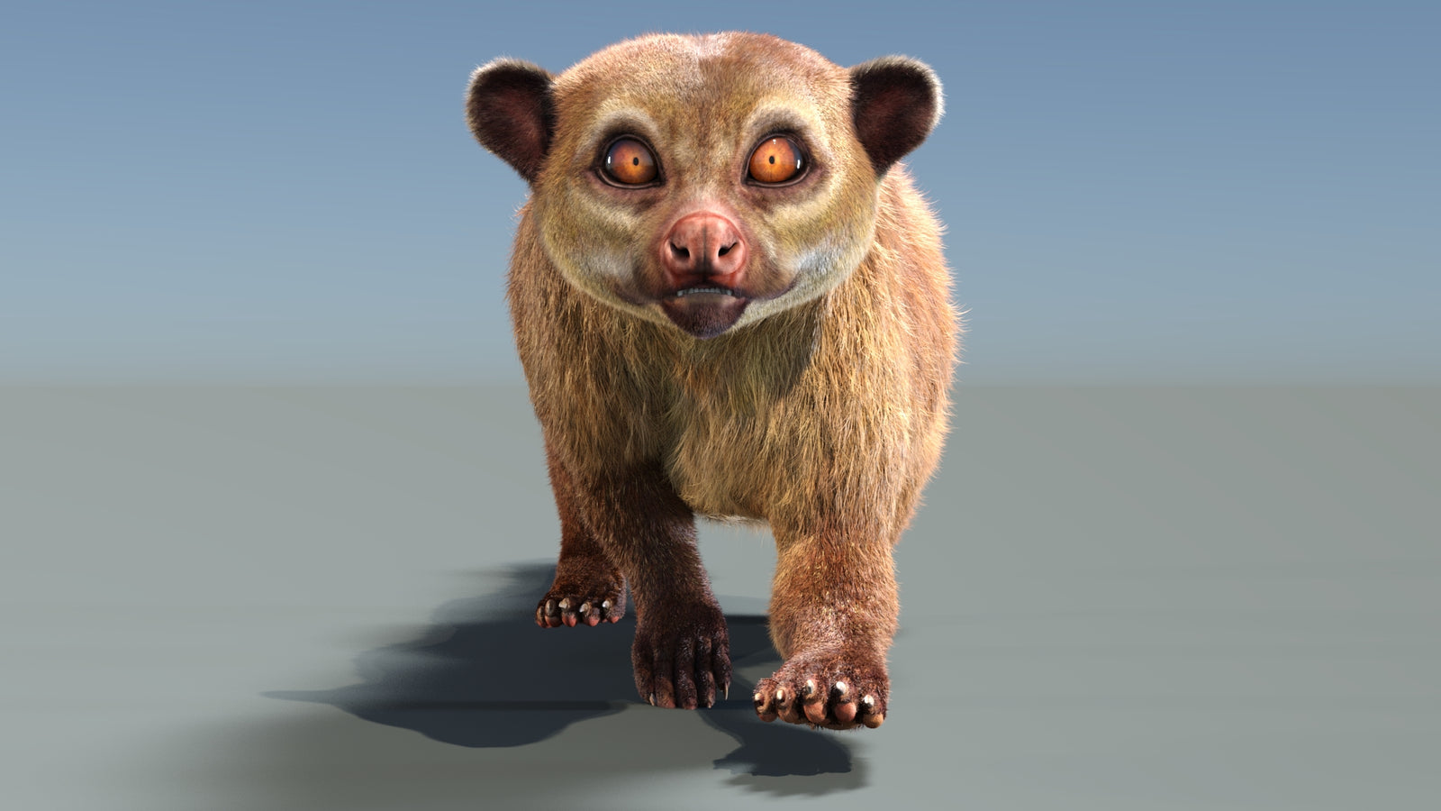Animated Kinkajou 3D Model Fur 360° view 3 frame 32