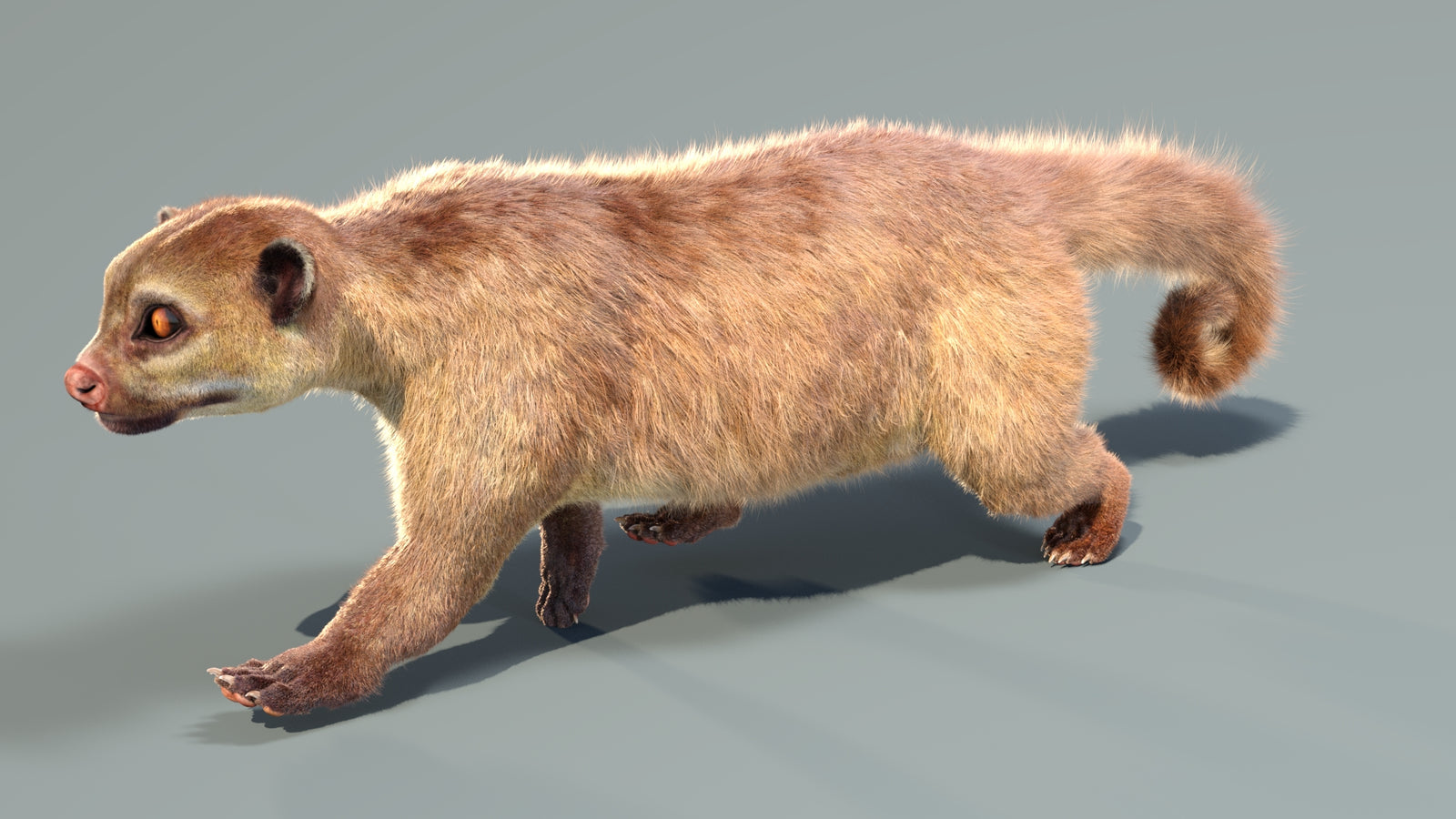 Animated Kinkajou 3D Model Fur 360° view 4 frame 32