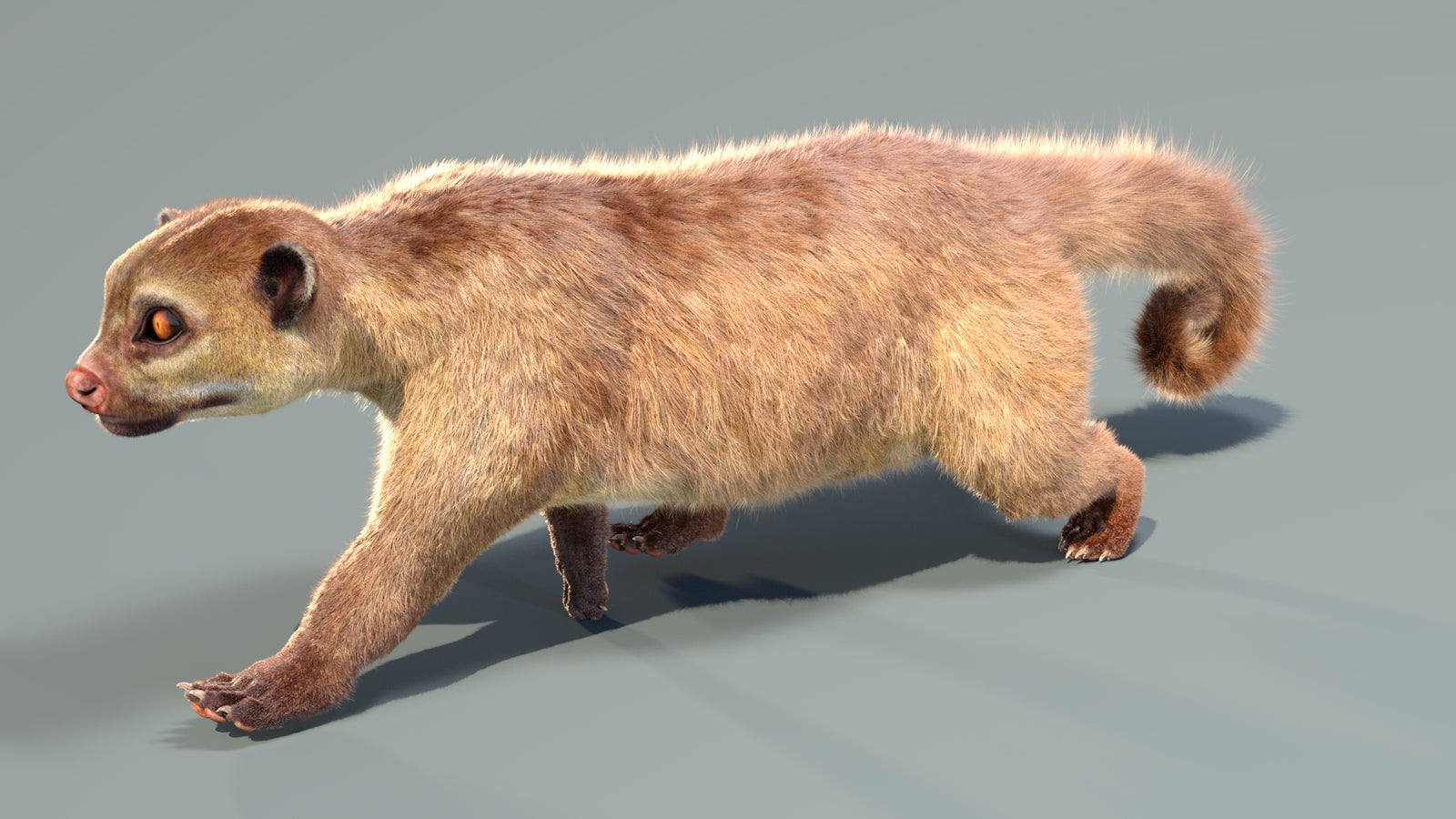 Animated Kinkajou 3D Model Fur 360° view 4 frame 33