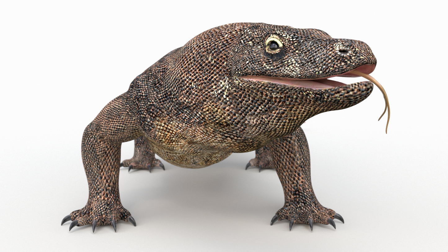 Komodo Dragon 3D Model Rigged