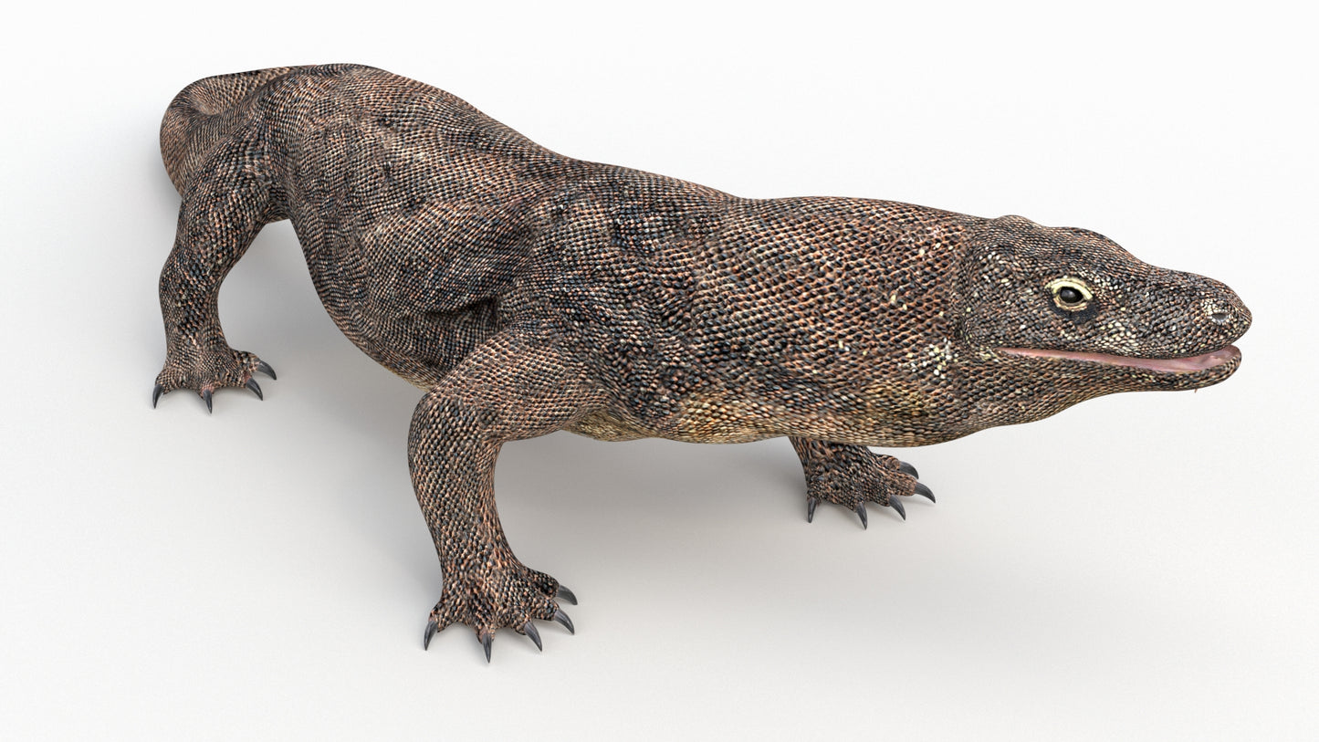 Komodo Dragon 3D Model Rigged