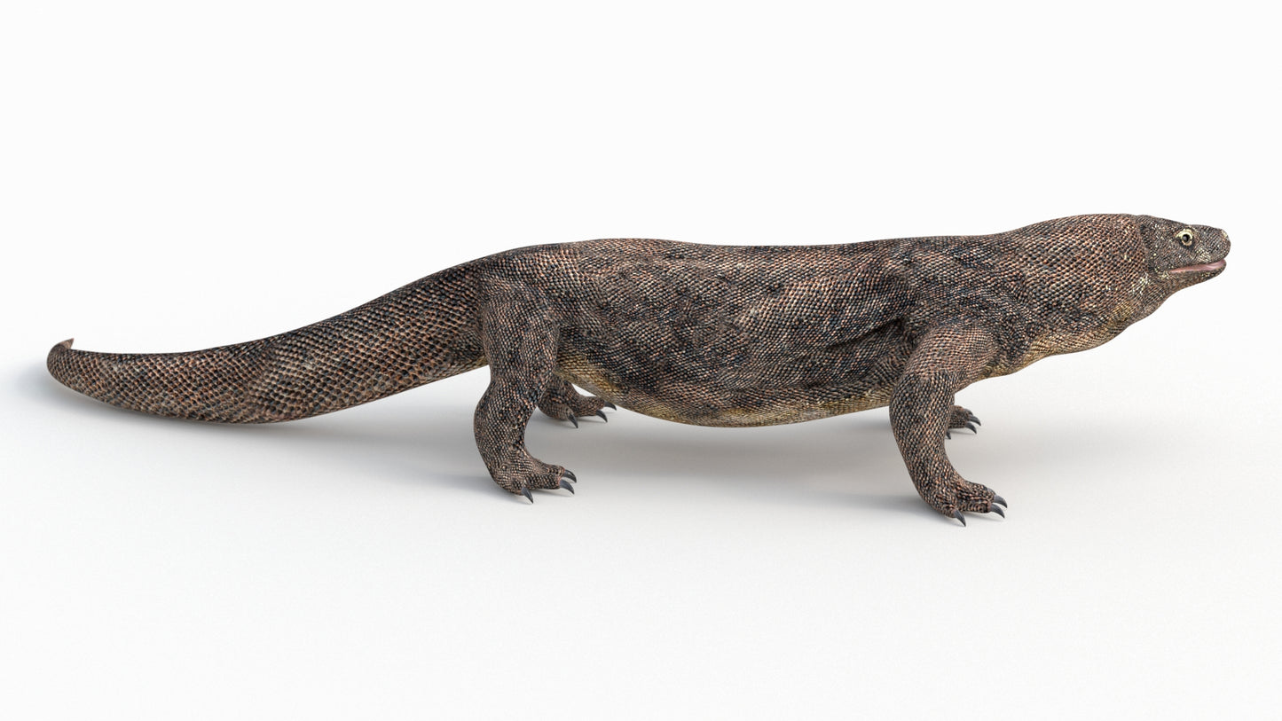 Komodo Dragon 3D Model Rigged