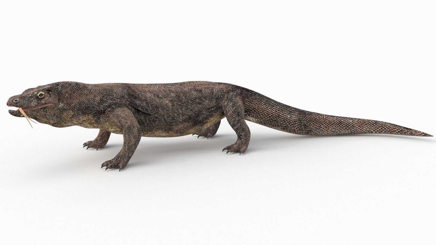 Komodo Dragon 3D Model Rigged