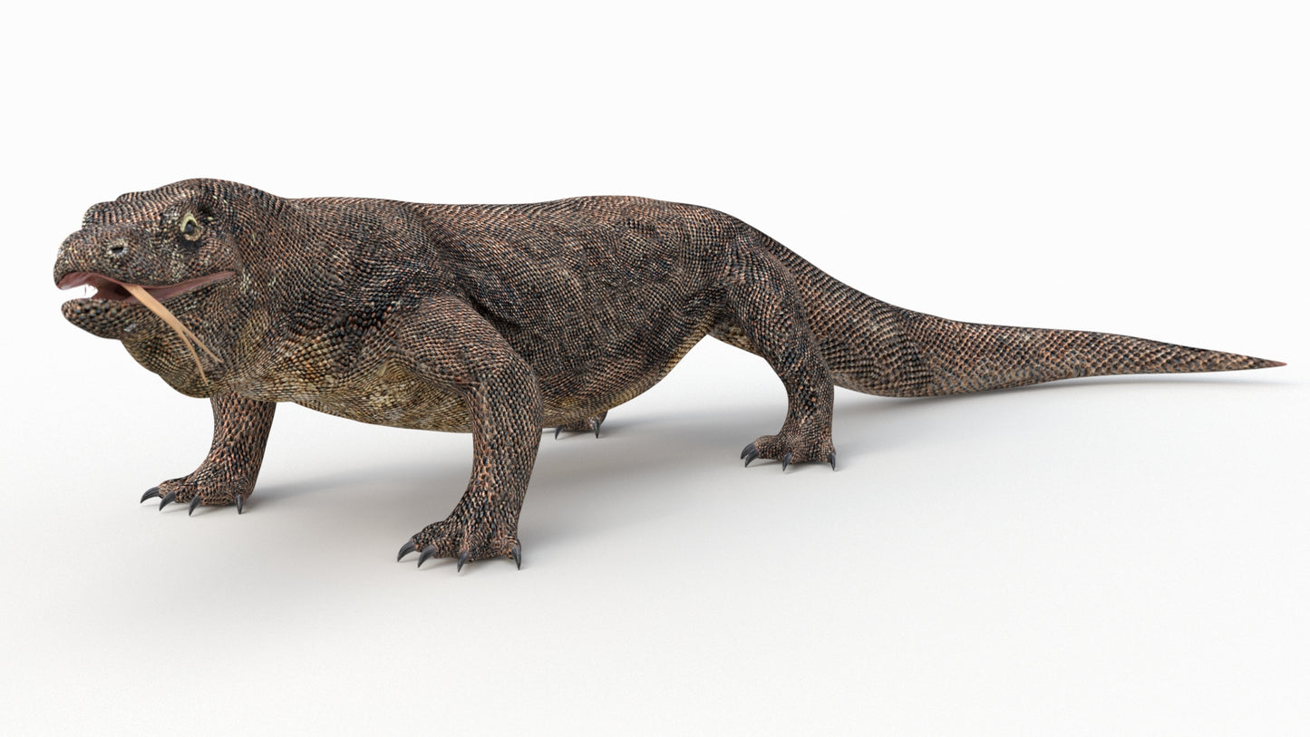 Komodo Dragon 3D Model Rigged