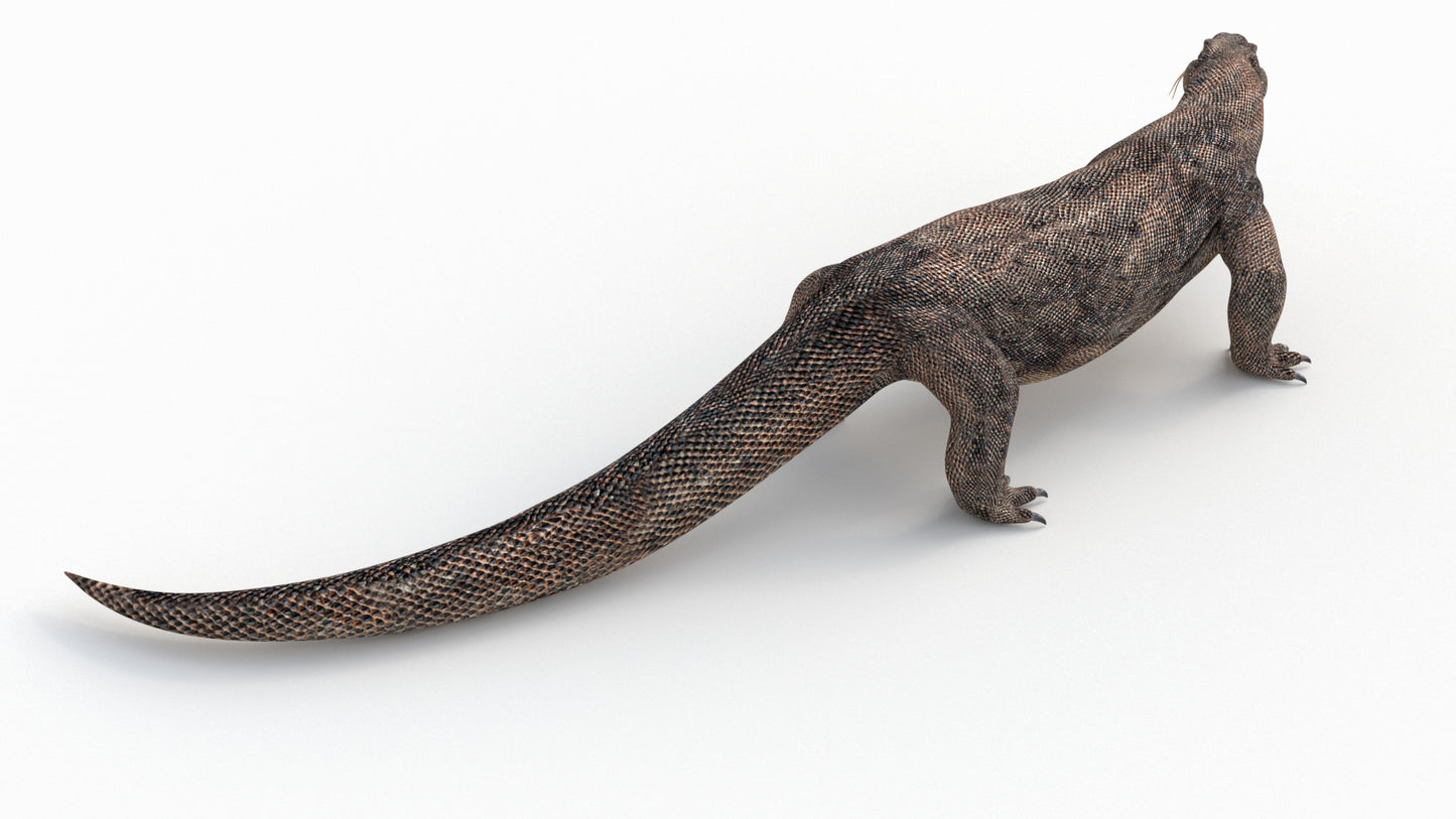 Komodo Dragon 3D Model Rigged