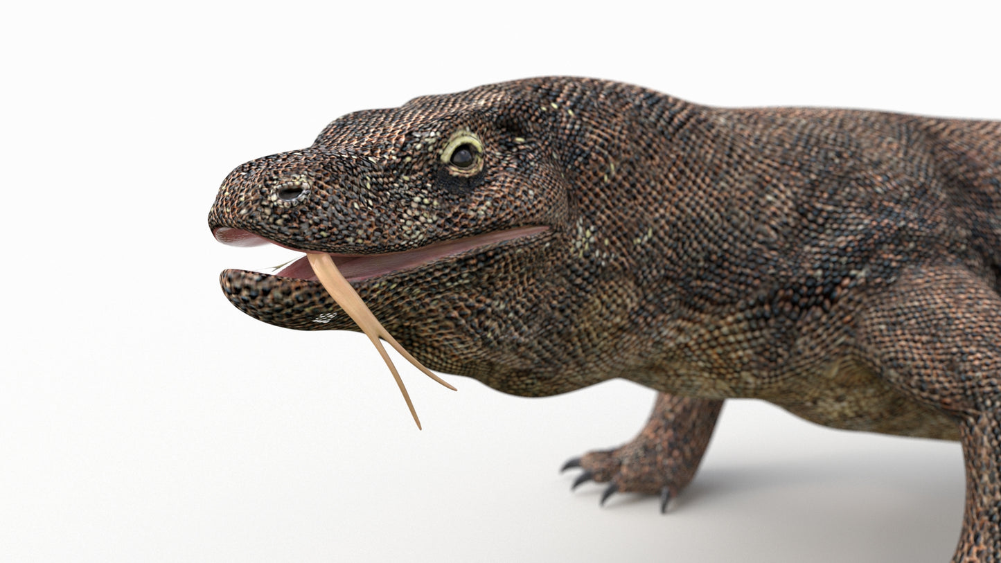 Komodo Dragon 3D Model Rigged