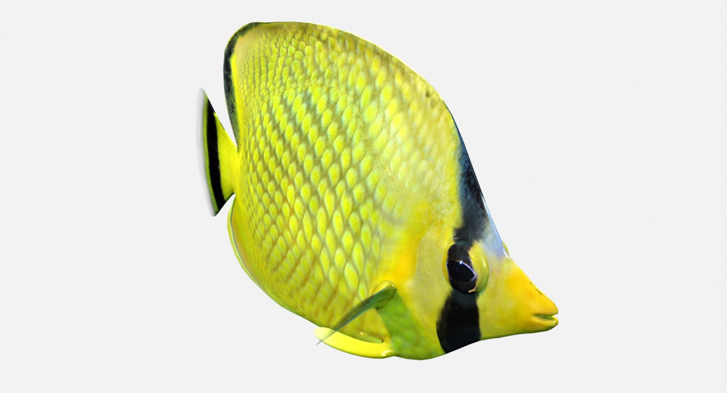 Latticed Butterfly Fish 3D Model