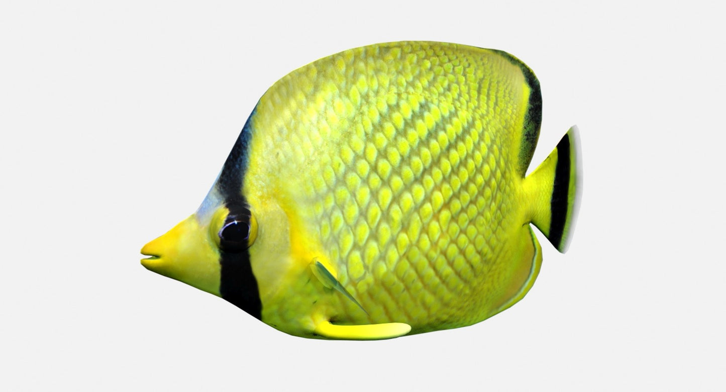 Latticed Butterfly Fish 3D Model