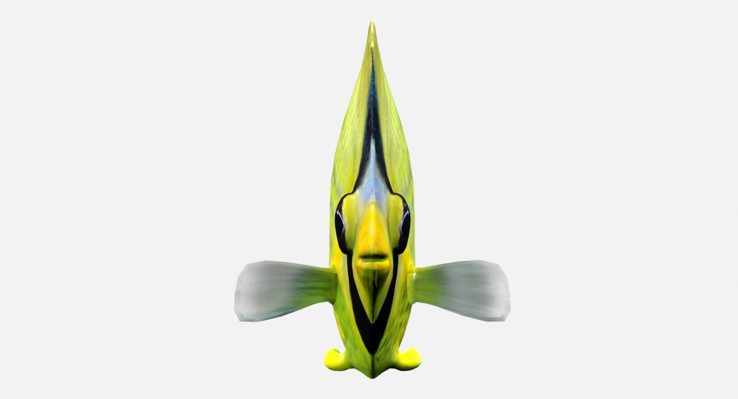 Latticed Butterfly Fish 3D Model
