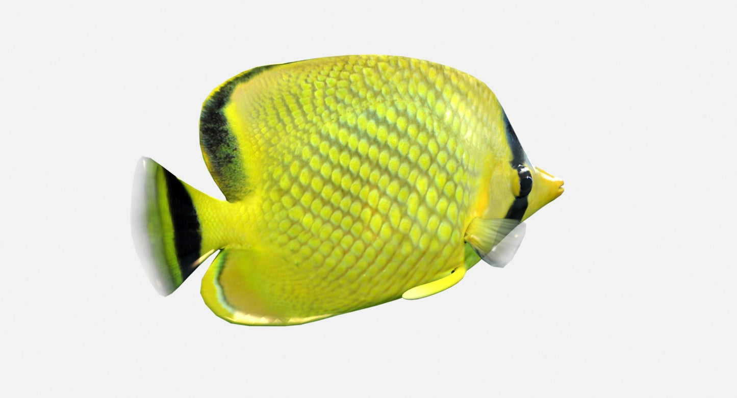 Latticed Butterfly Fish 3D Model