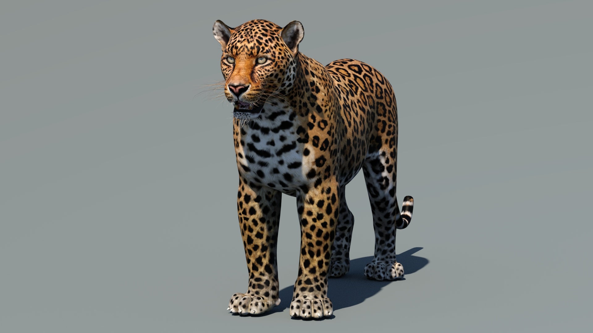 Lifelike Leopard 3D Model for Download