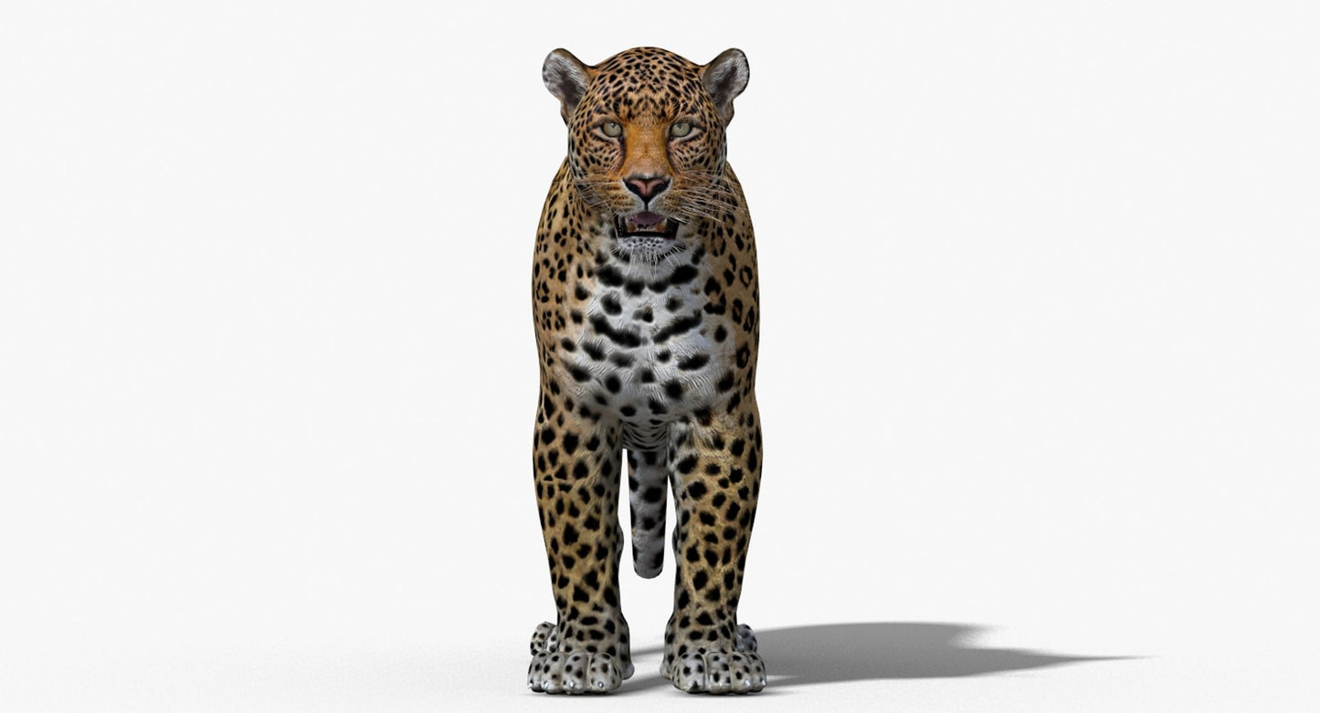 Big Cats 3D Model
