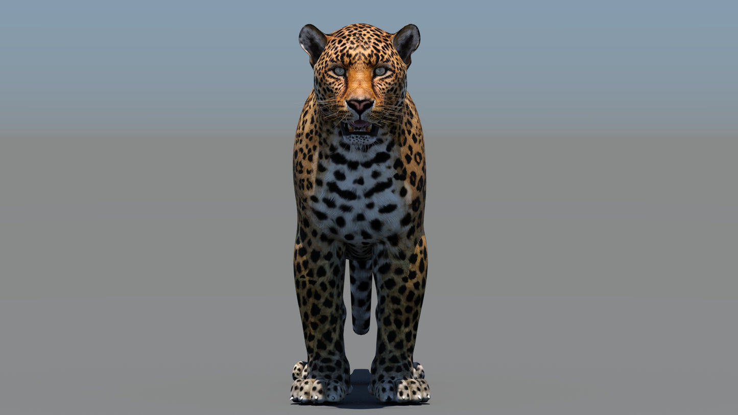 Leopard 3D Model