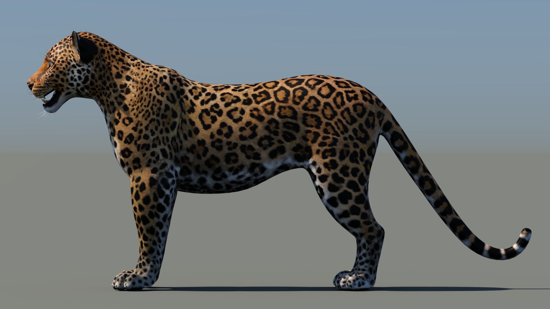Realistic Leopard 3D Model Side VIew for Download