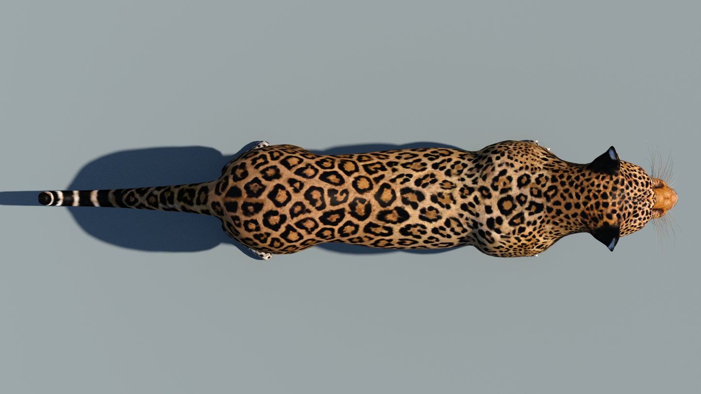 Leopard 3D Model