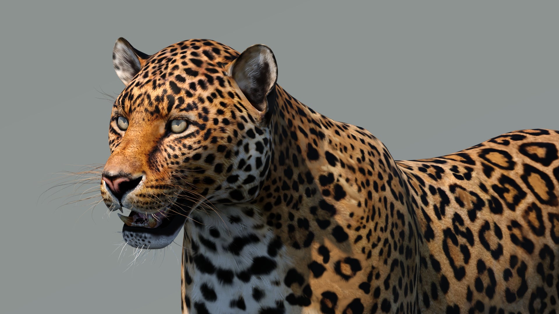 Realistic Leopard 3D Model Head Close Up for Download