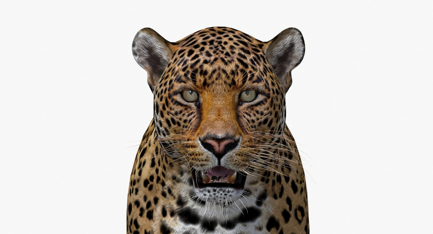 Big Cats 3D Model