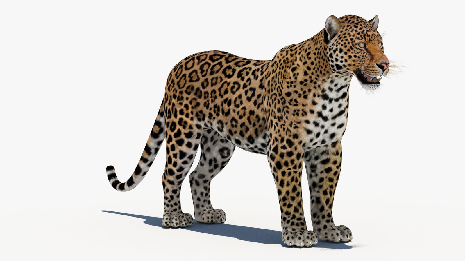 Leopard 3D Model 360° view 1 frame 4