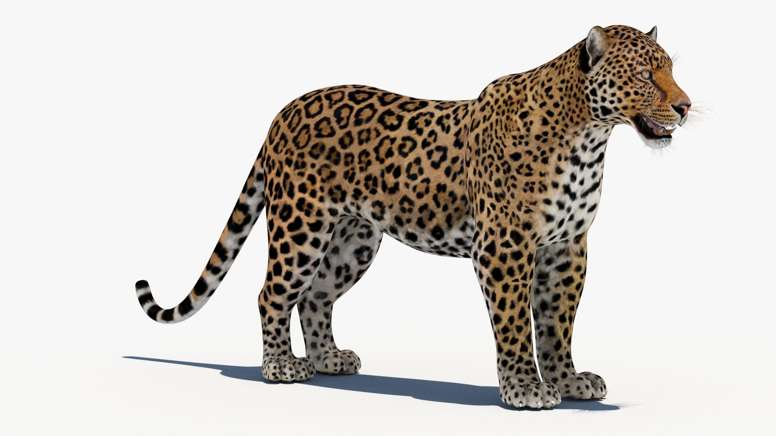 Leopard 3D Model 360° view 1 frame 5