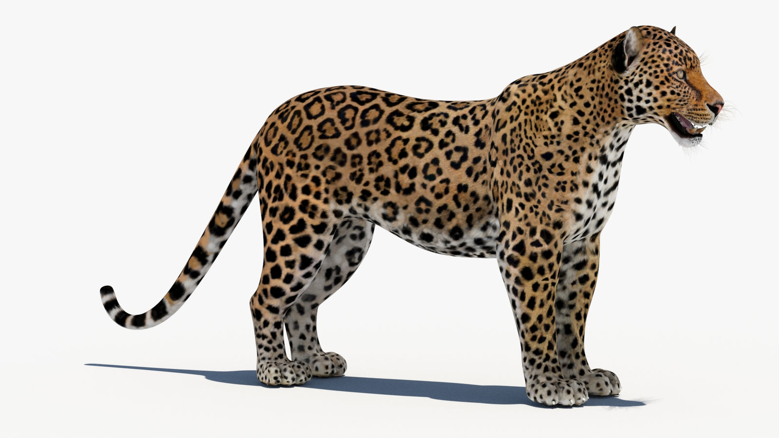 Leopard 3D Model 360° view 1 frame 6