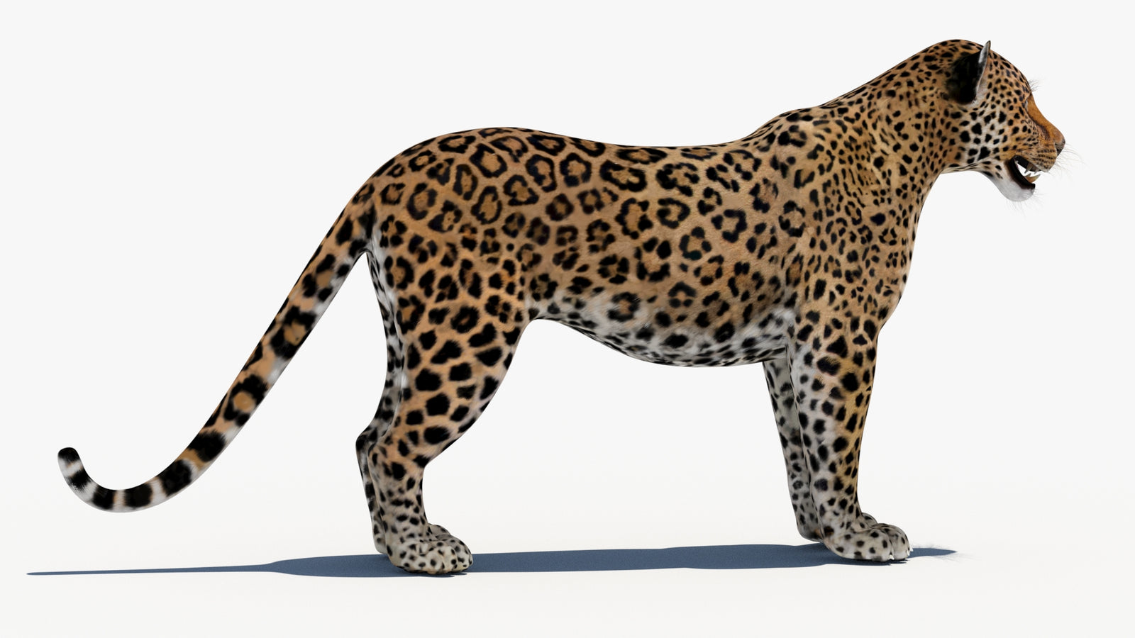 Leopard 3D Model 360° view 1 frame 10