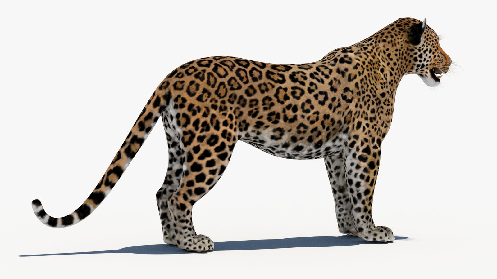 Leopard 3D Model 360° view 1 frame 11