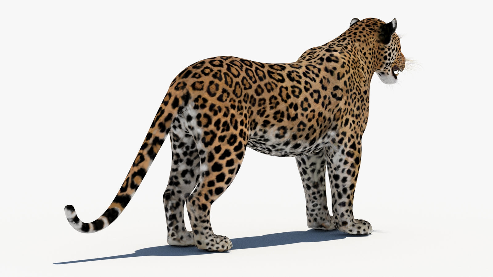 Leopard 3D Model 360° view 1 frame 13