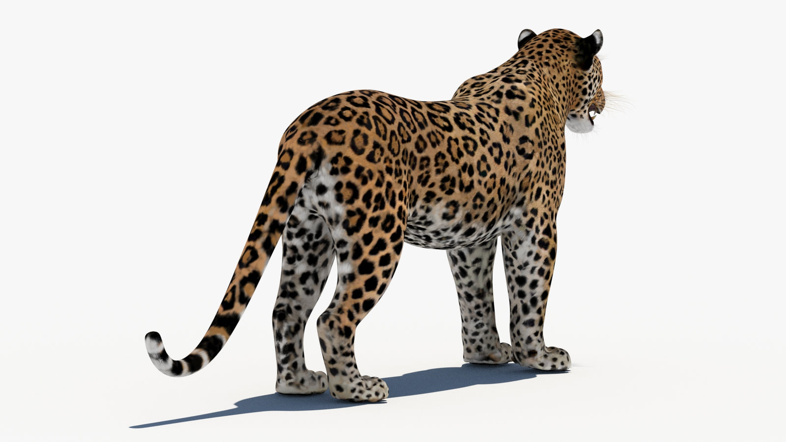 Leopard 3D Model 360° view 1 frame 14