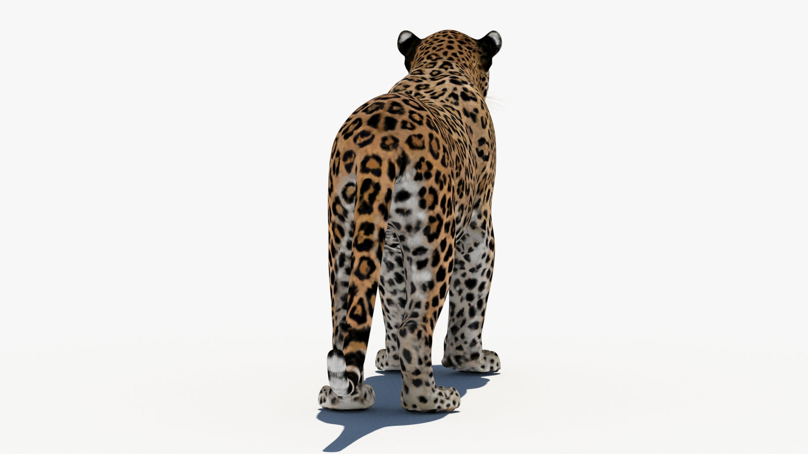 Leopard 3D Model 360° view 1 frame 17