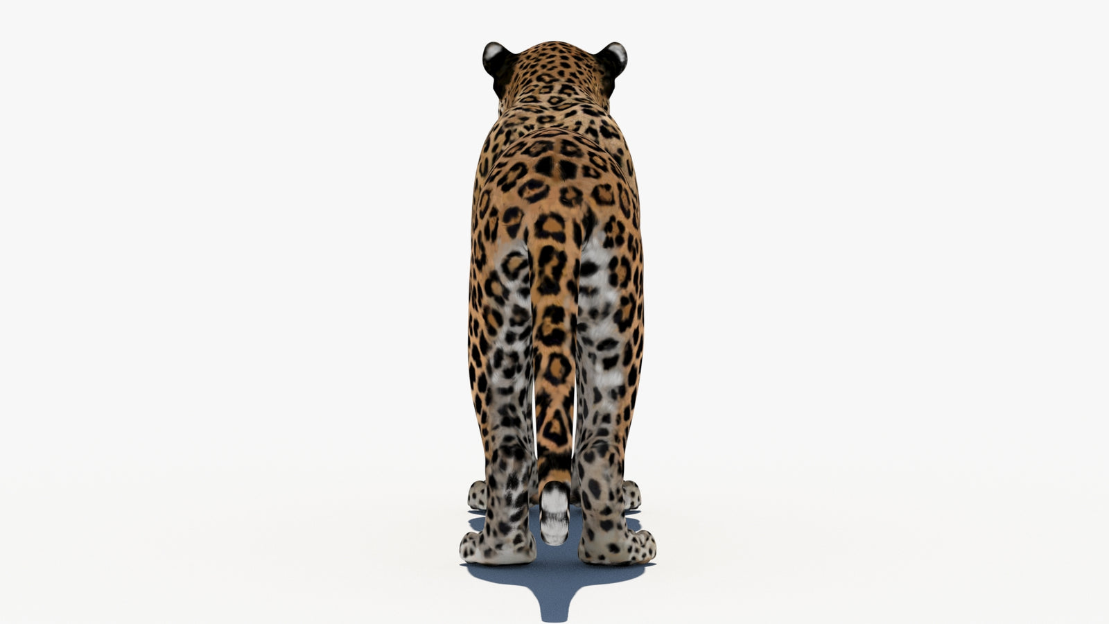 Leopard 3D Model 360° view 1 frame 18