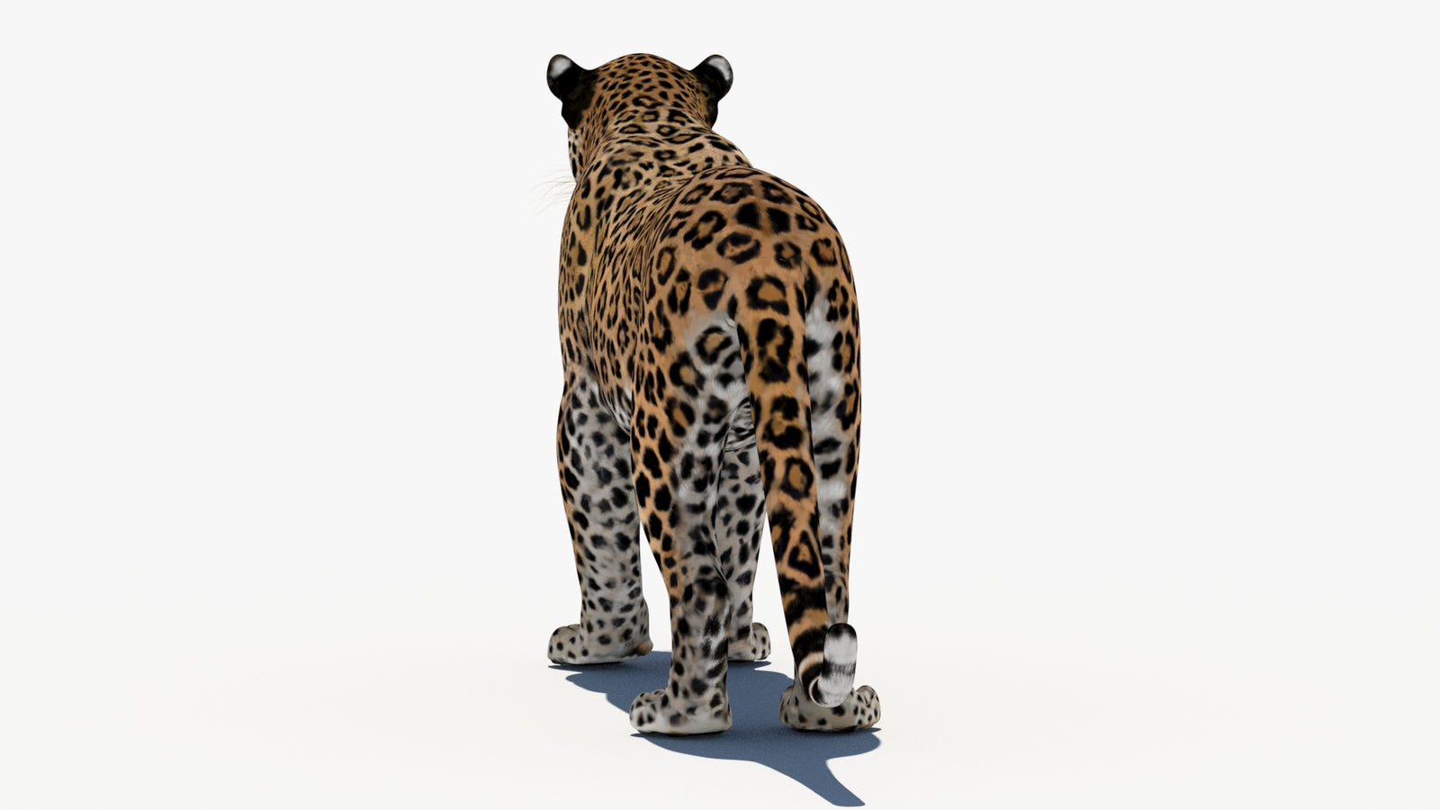 Leopard 3D Model 360° view 1 frame 19