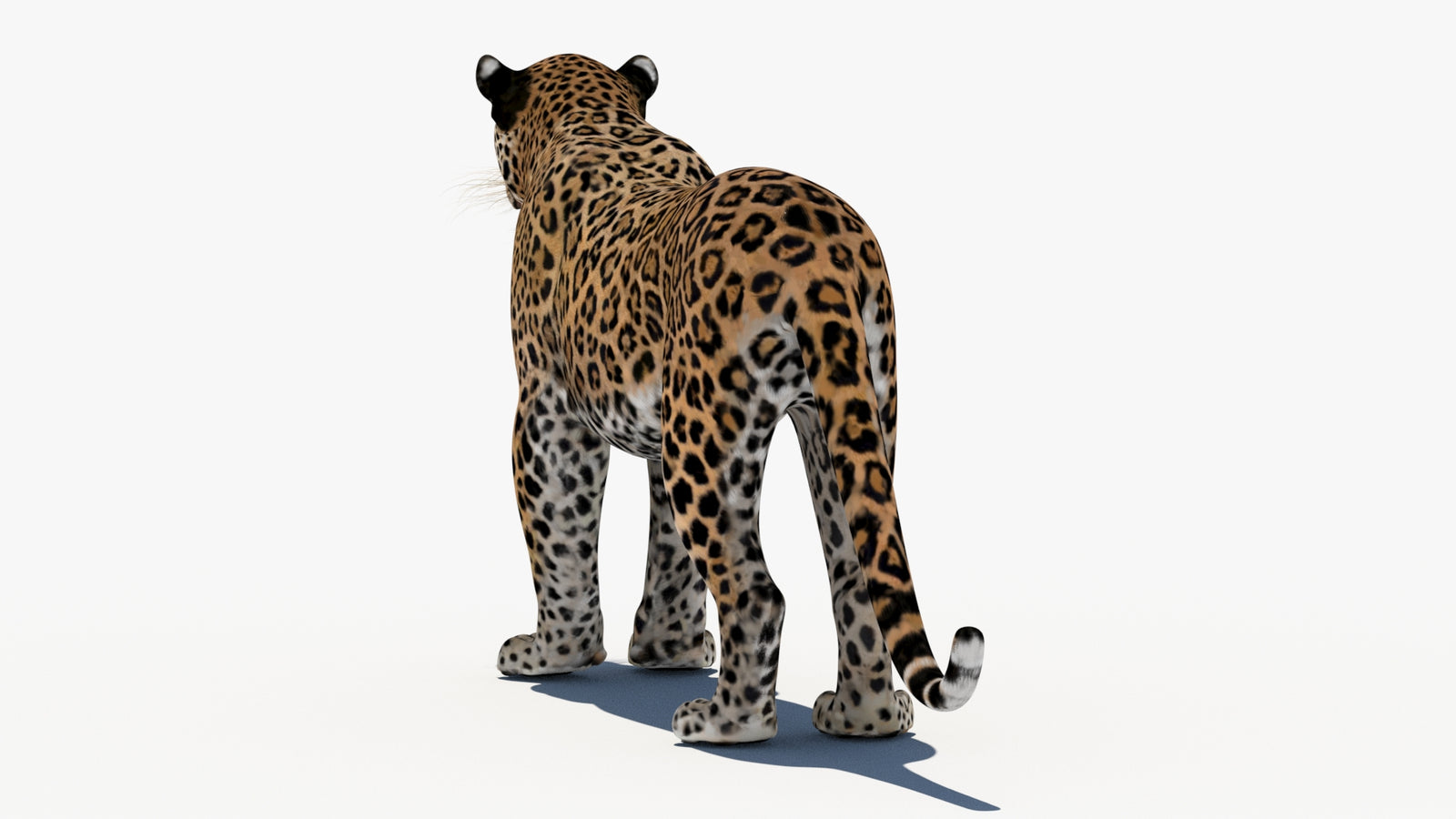 Leopard 3D Model 360° view 1 frame 20