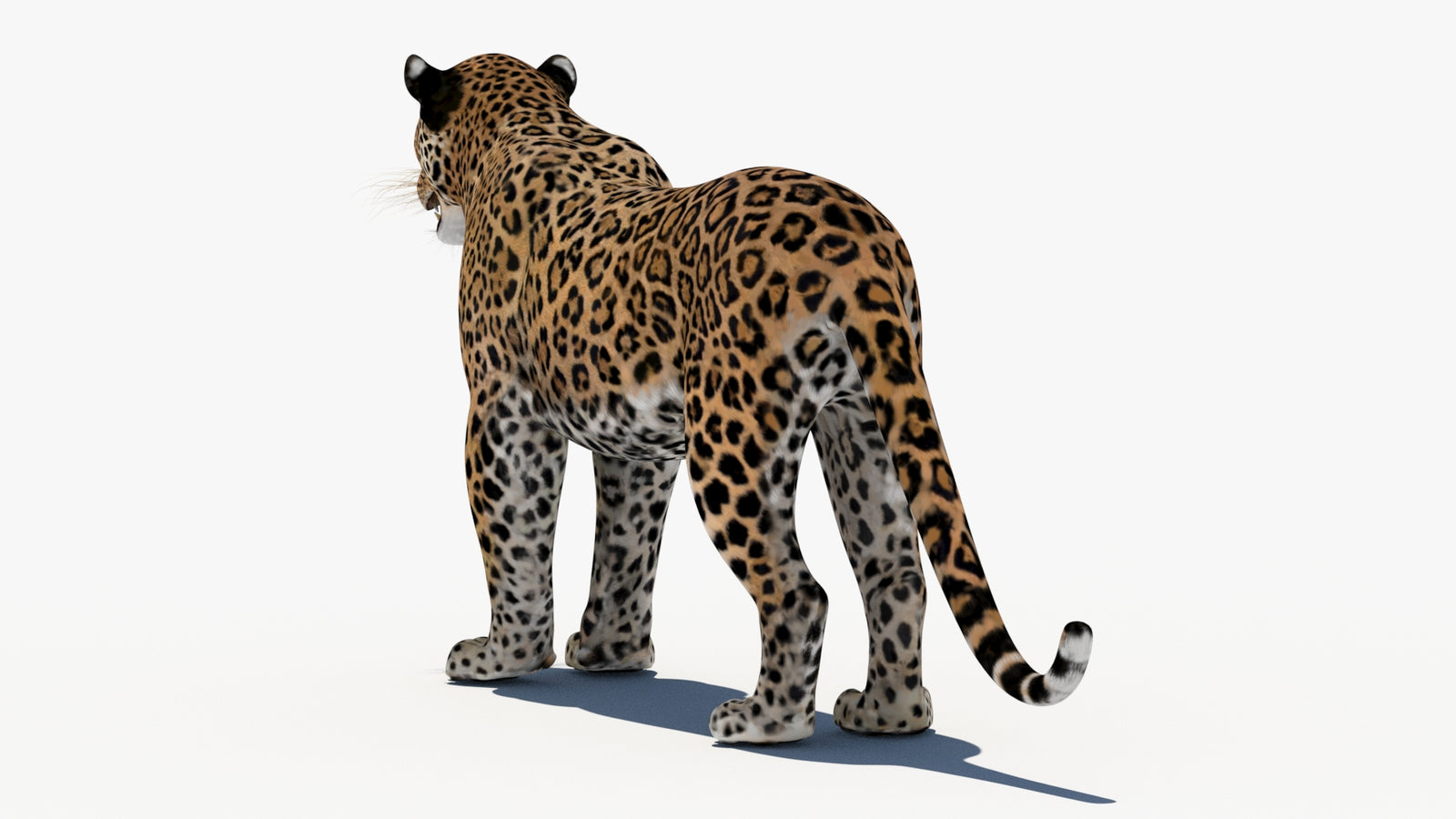 Leopard 3D Model 360° view 1 frame 21