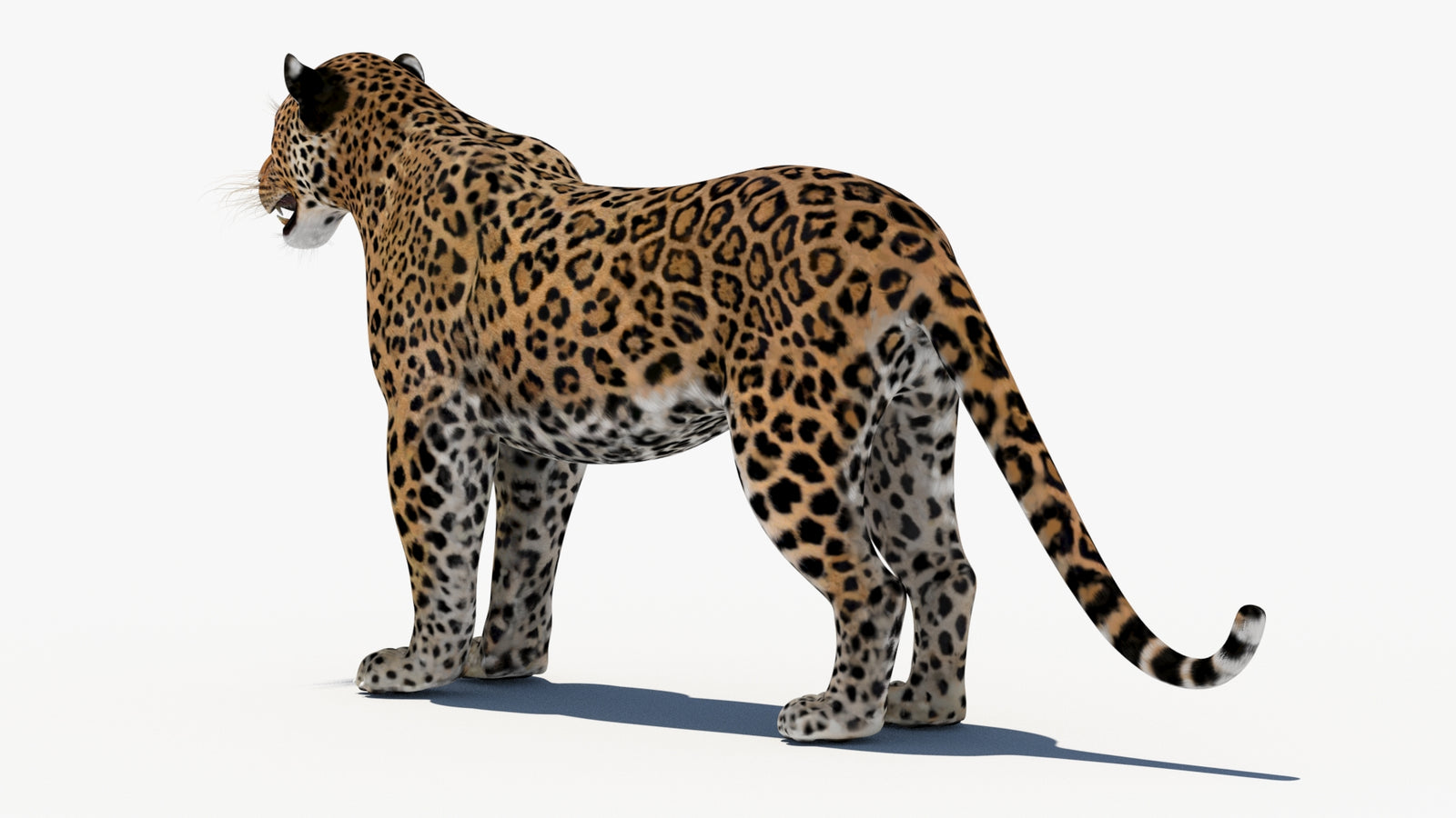 Leopard 3D Model 360° view 1 frame 23